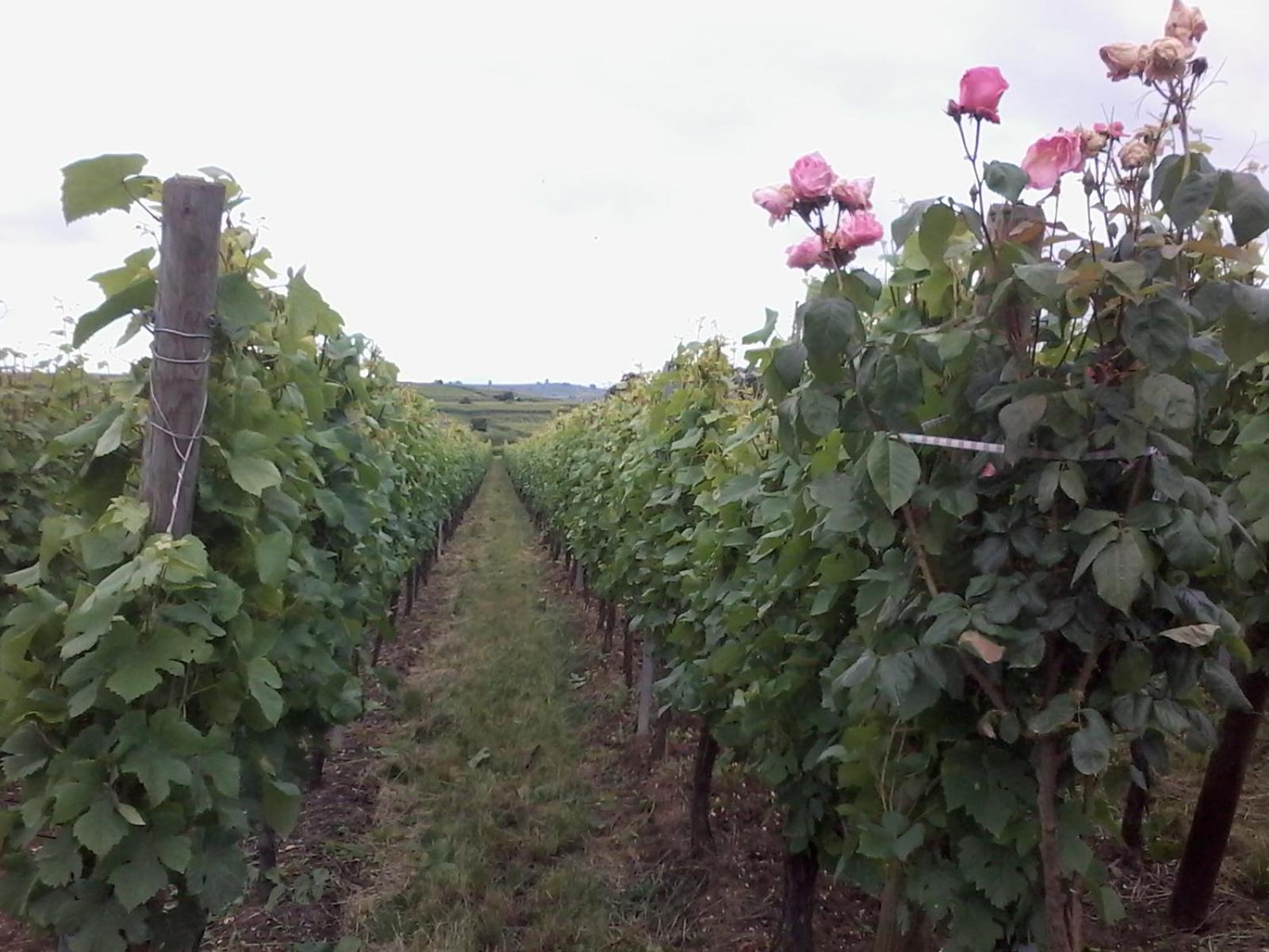 Le Mandle * Riquewihr